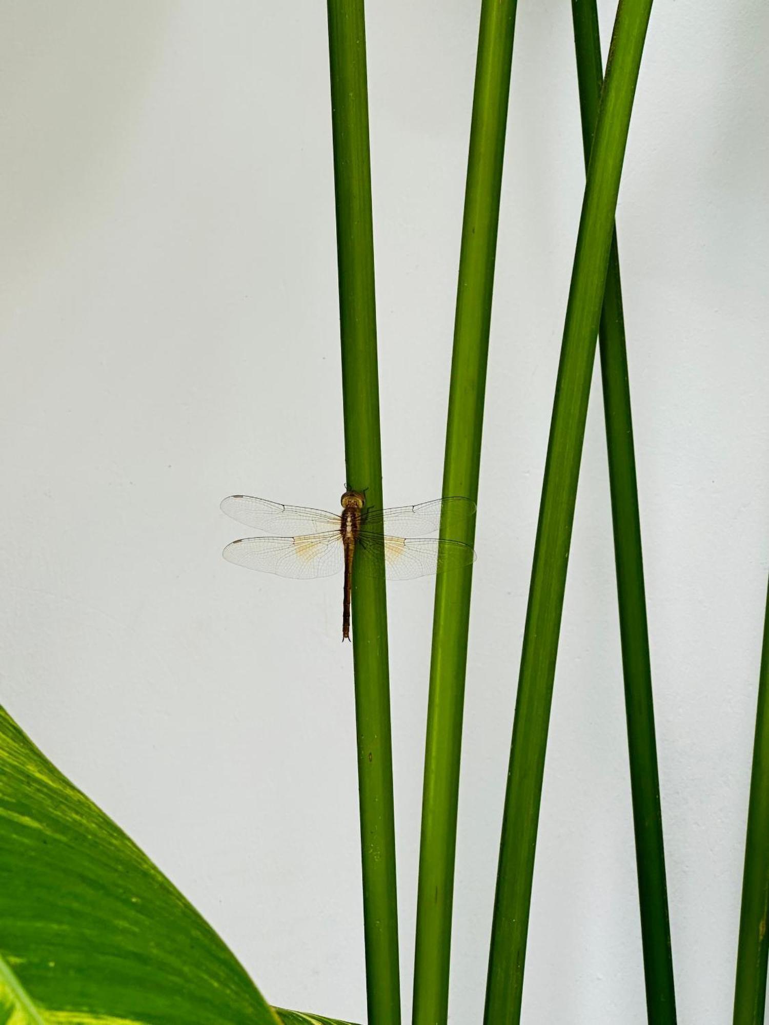Palmcalina - Phuqui Beach House Cu Lao Thu Buitenkant foto